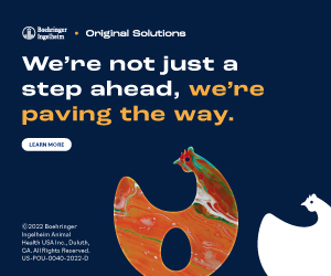 20288 BIPOUL Poultry Digital Ad Refresh A Step Ahead 300x250