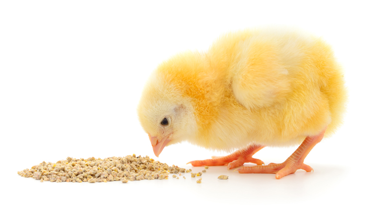 Strong Growth in the Probiotics Market