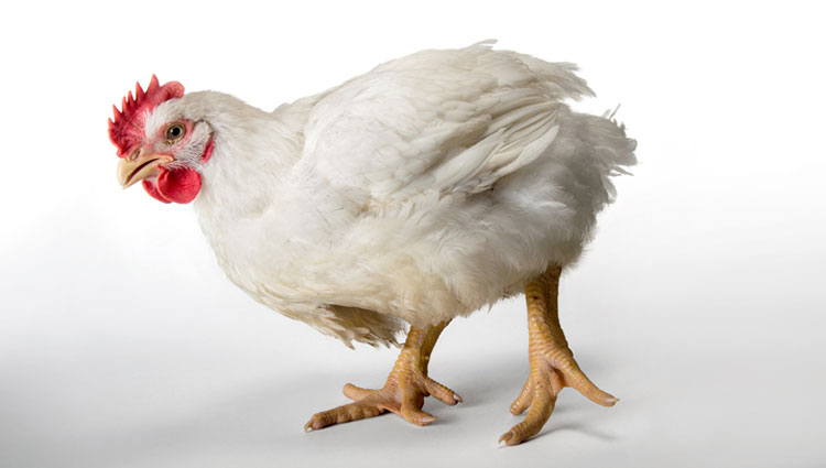 NCC Rolls Out Industry-Wide Standards for Broiler Welfare