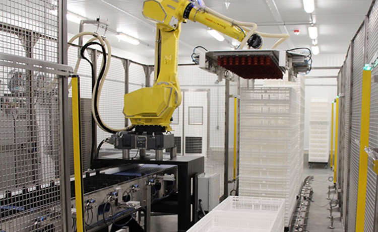 New US Turkey Hatchery Shows Industry’s Focus on Automation, Biosecurity