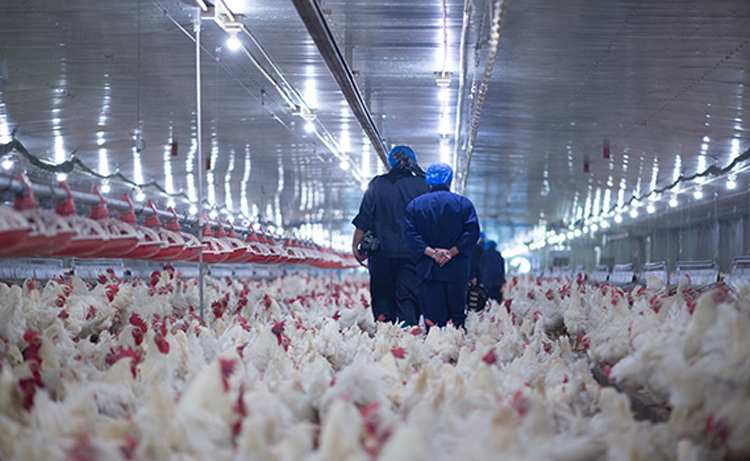 What Does It Take To Be A Successful Poultry Grower? Experts Share Their Views