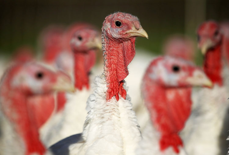 Lack of Medications, Veterinarians Hamper Turkey Industry