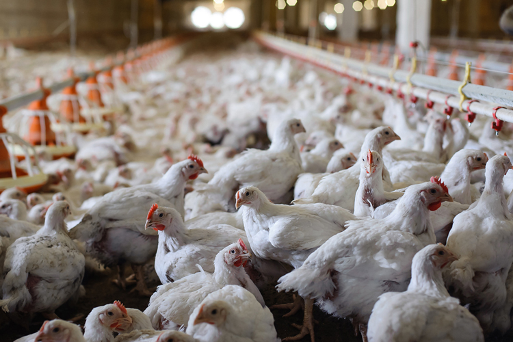 USDA Announces CFAP 2 Assistance for Contract Chicken Producers